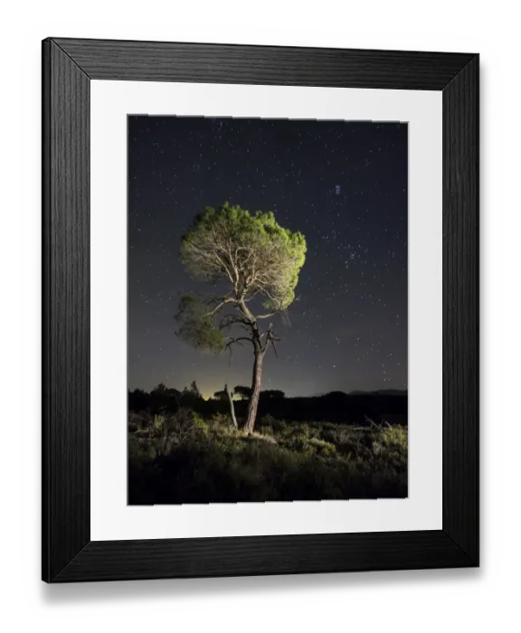 Framed Print : Solitary tree (pine), in the mountain in the night, illuminated by the full moon Framed Print : Solitary tree (pine), in the mountain in the night, illuminated by the full moon