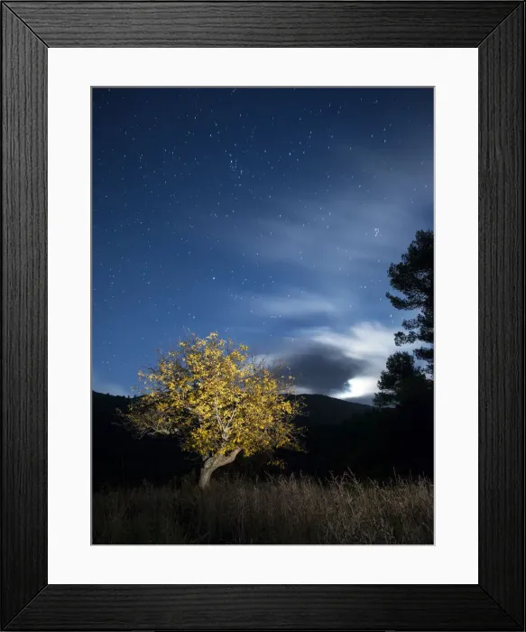 Framed Print : Solitary tree in the mountain in the night, illuminated by the full moon Framed Print : Solitary tree in the mountain in the night, illuminated by the full moon