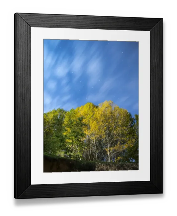 Framed Print : Group of trees (Alamo populus), in autumn with the leaves of colors to the dusk Framed Print : Group of trees (Alamo populus), in autumn with the leaves of colors to the dusk