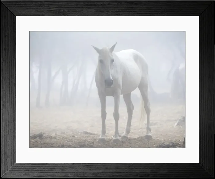 Framed Print : Horses raised outdoors and at liberty in a Mediterranean forest Framed Print : Horses raised outdoors and at liberty in a Mediterranean forest