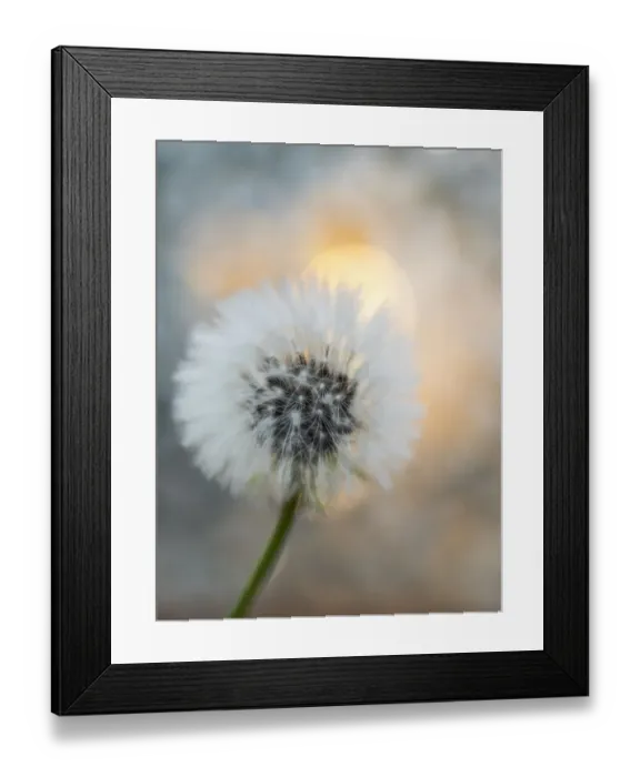 Framed Print : Closeup of a dandelion wild
