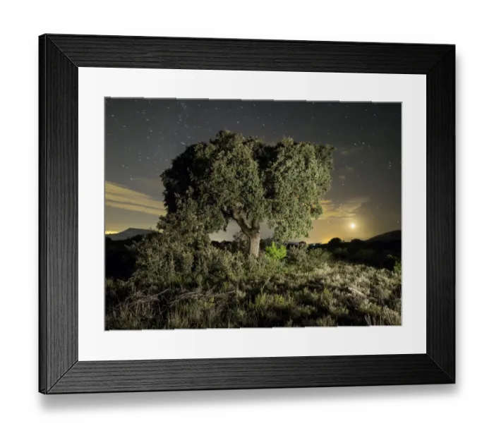 Framed Print : Tree a night of full moon Framed Print : Tree a night of full moon