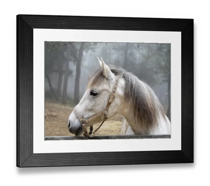 Framed Print : White horse between the fog Framed Print : White horse between the fog