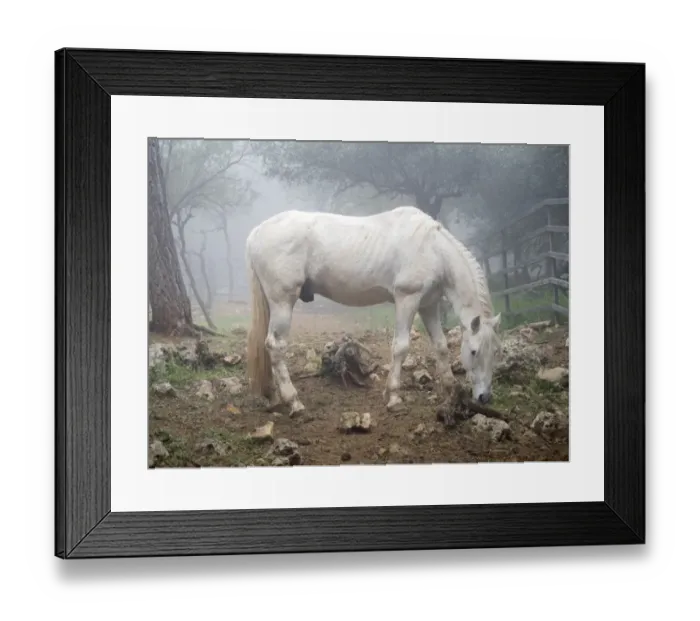 Framed Print : White horse between the fog Framed Print : White horse between the fog