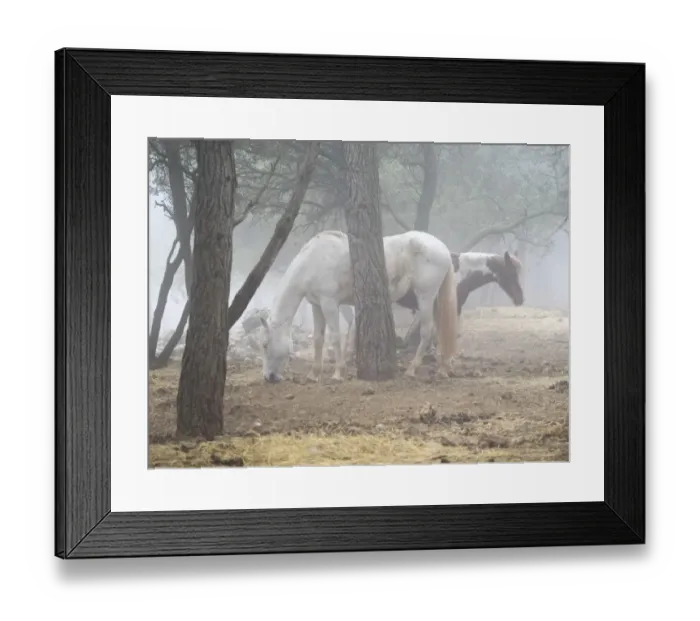 Framed Print : Horses eating in a forest Framed Print : Horses eating in a forest