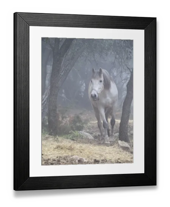 Framed Print : White horse between the fog Framed Print : White horse between the fog