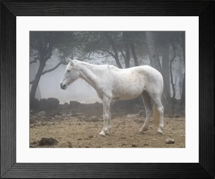 Framed Print : White horse between the fog Framed Print : White horse between the fog
