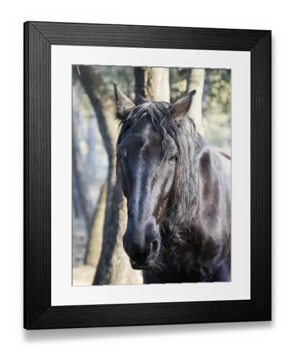 Framed Print : Head of a horse illuminated by the Sun Framed Print : Head of a horse illuminated by the Sun