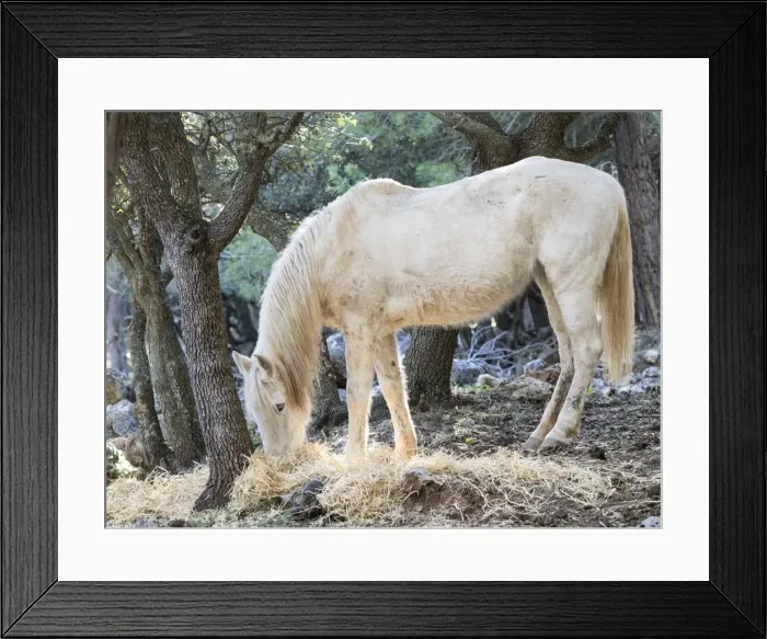 Framed Print : Horse eating under a forest of oaks Framed Print : Horse eating under a forest of oaks