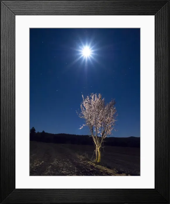 Framed Print : Flowery almond-tree illuminated by the moonlight Framed Print : Flowery almond-tree illuminated by the moonlight