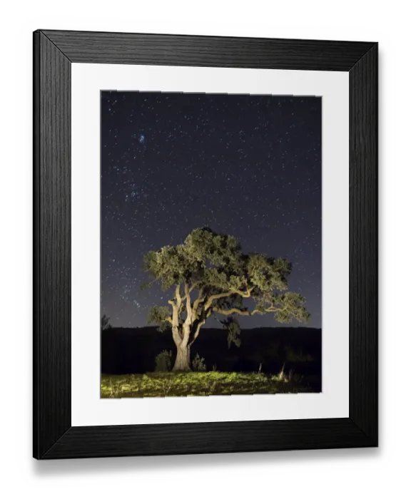 Framed Print : Giant tree in the moonlight in the mountain Framed Print : Giant tree in the moonlight in the mountain