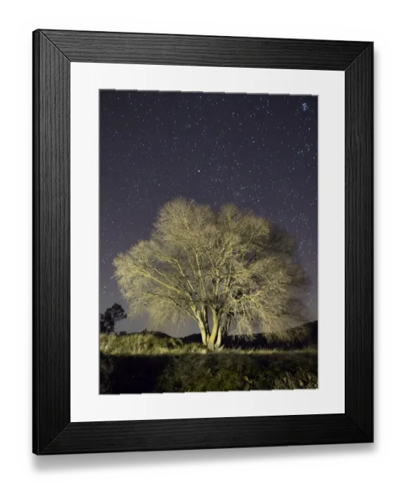 Framed Print : Solitary tree in winter, a night of stars Framed Print : Solitary tree in winter, a night of stars