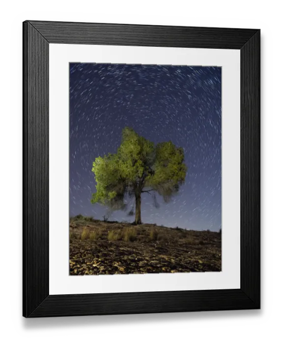 Framed Print : Solitary tree at night of a starry sky Framed Print : Solitary tree at night of a starry sky