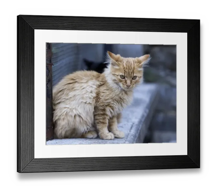 Framed Print : Green eyed cat sitting on a stone wall staring Framed Print : Green eyed cat sitting on a stone wall staring