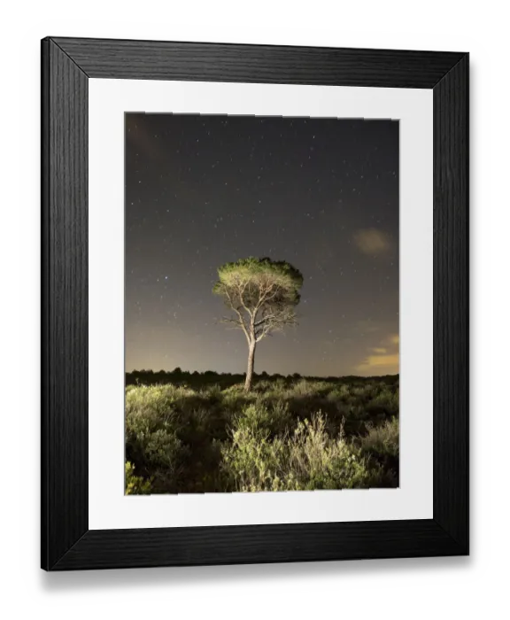 Framed Print : Regeneration of forest burned a starry night Framed Print : Regeneration of forest burned a starry night