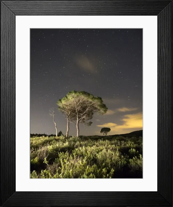 Framed Print : Solitary trees in a forest in the night with stars Framed Print : Solitary trees in a forest in the night with stars