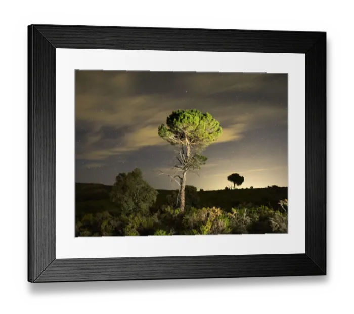 Framed Print : Forest without trees by fire overnight star Framed Print : Forest without trees by fire overnight star
