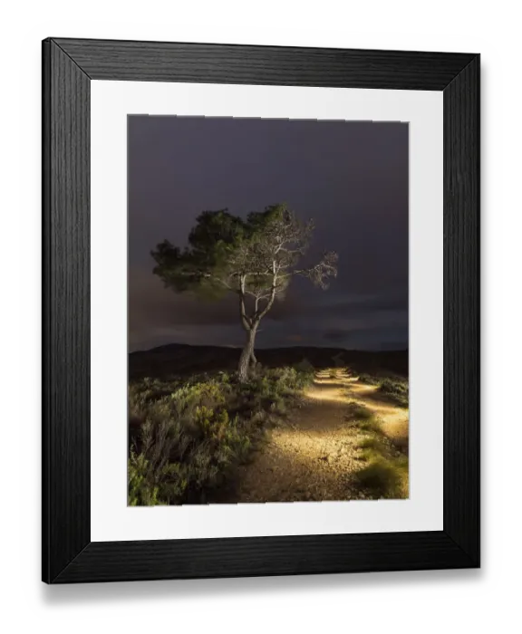 Framed Print : Path lit with ligh panting at night Framed Print : Path lit with ligh panting at night