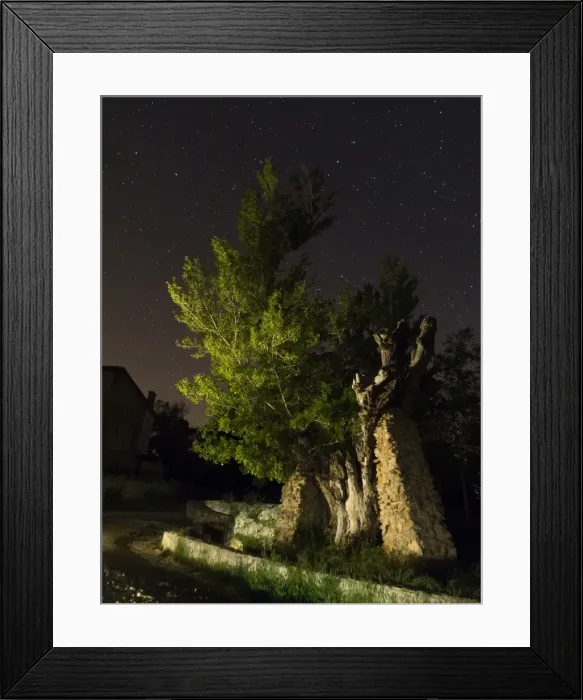 Framed Print : Poplar at night in the light of the stars Framed Print : Poplar at night in the light of the stars