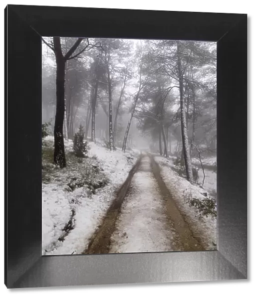 Road in a forest with snow and fog