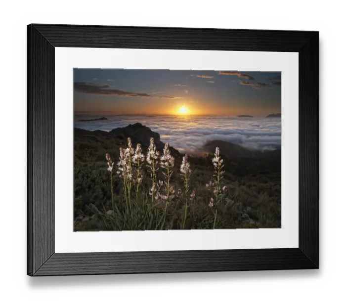 Framed Print : White flowers on the top of a mountain at dawn Framed Print : White flowers on the top of a mountain at dawn