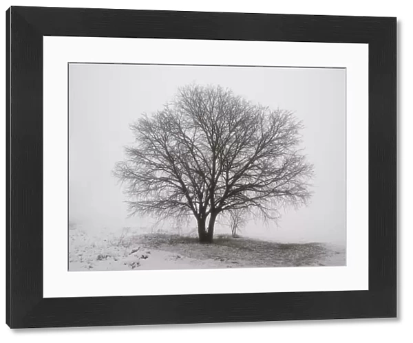 Solitary tree with snow and fog