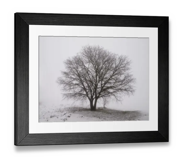 Framed Print : Solitary tree with snow and fog Framed Print : Solitary tree with snow and fog