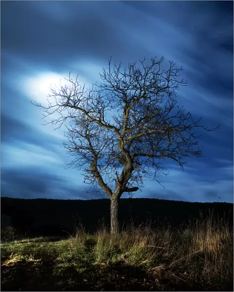 Tree in the night in the moonlight fills