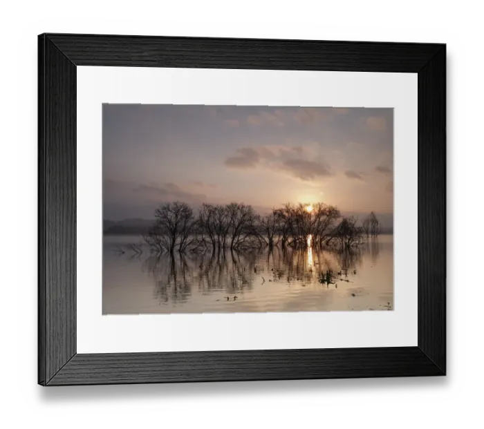 Framed Print : Trees caught in a flood Framed Print : Trees caught in a flood