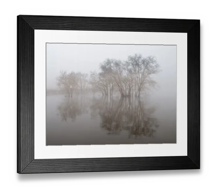 Framed Print : Trees in fog Framed Print : Trees in fog