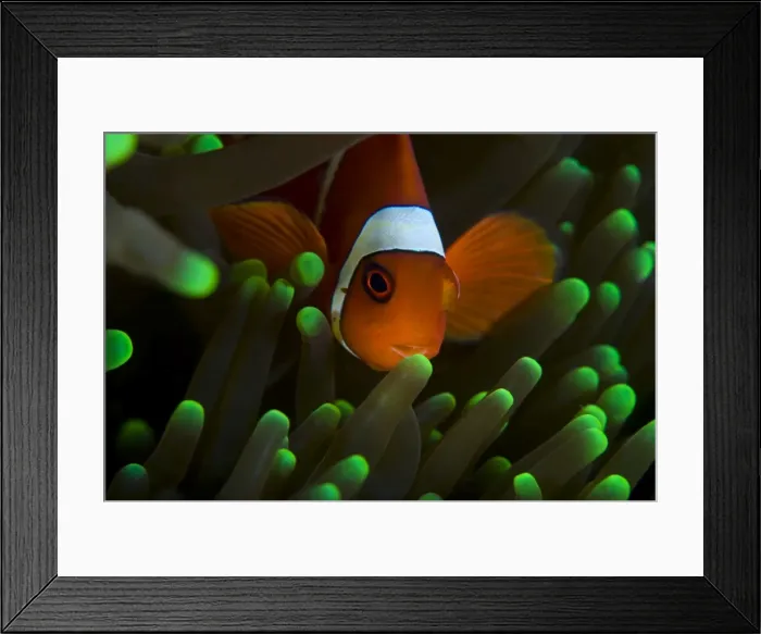 Framed Print : Clown Fish on Green Anemone Framed Print : Clown Fish on Green Anemone