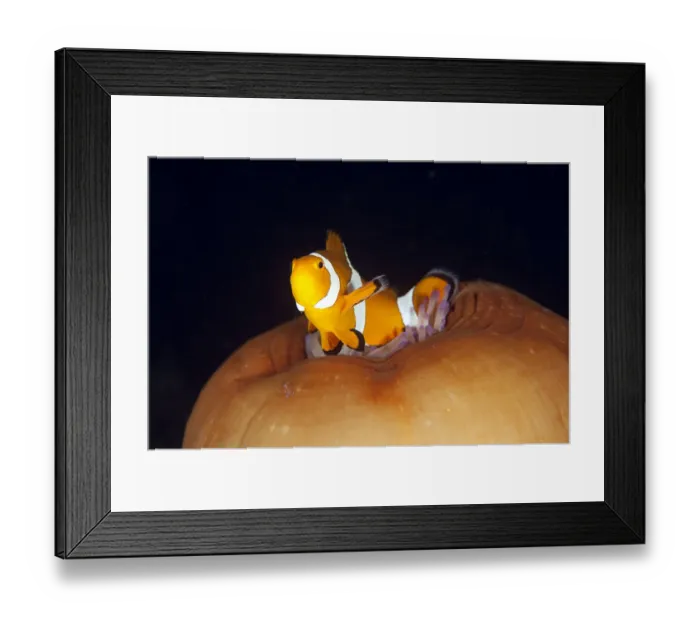 Framed Print : Clownfish on anemone Framed Print : Clownfish on anemone
