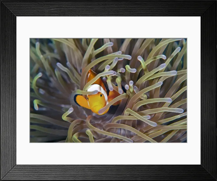 Framed Print : Stunning clownfish with anemone Framed Print : Stunning clownfish with anemone