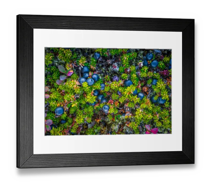Framed Print : Wild Crowberries, Iceland Framed Print : Wild Crowberries, Iceland