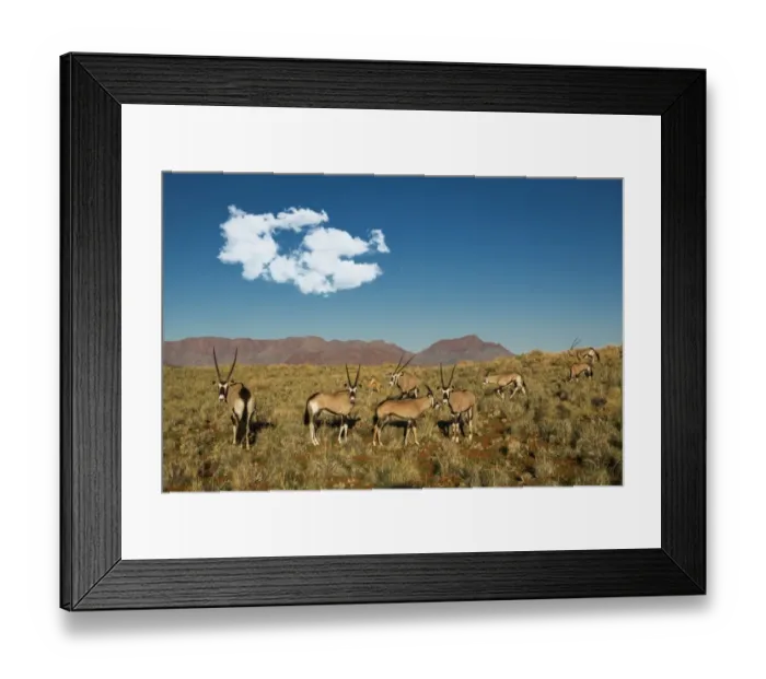 Framed Print : Oryx herd, Namibia Framed Print : Oryx herd, Namibia