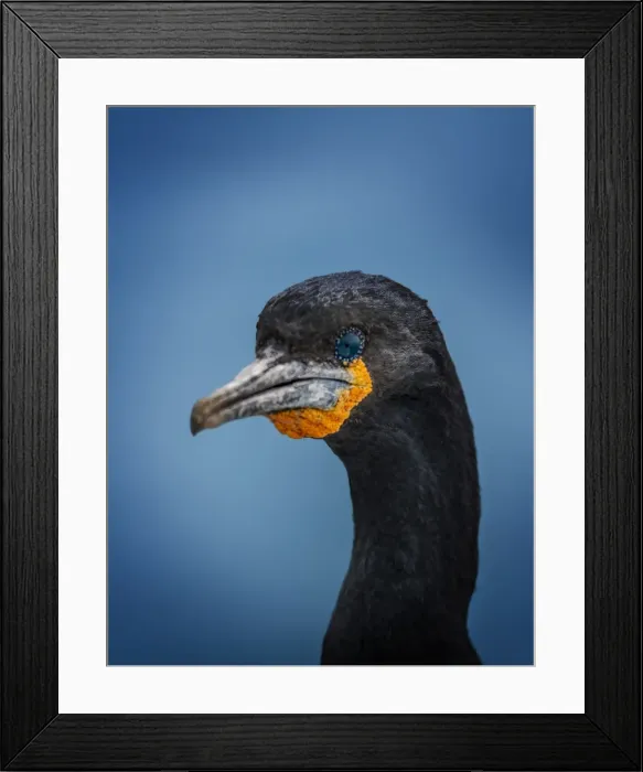 Framed Print : Cormorant close-up Framed Print : Cormorant close-up