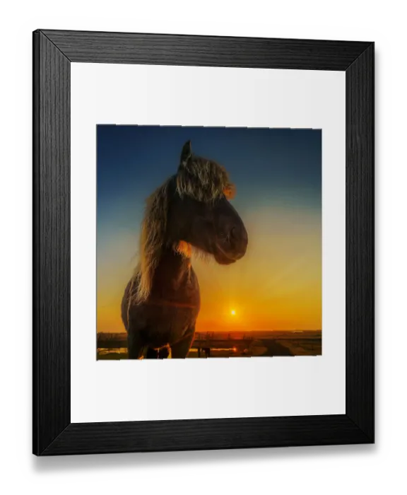 Framed Print : Portrait of Icelandic Horse at Sunset Framed Print : Portrait of Icelandic Horse at Sunset
