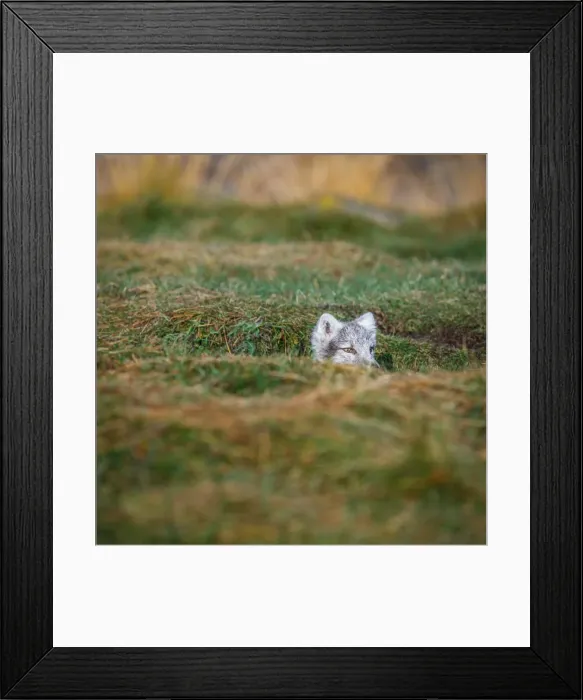 Framed Print : Young Arctic Fox, Iceland Framed Print : Young Arctic Fox, Iceland