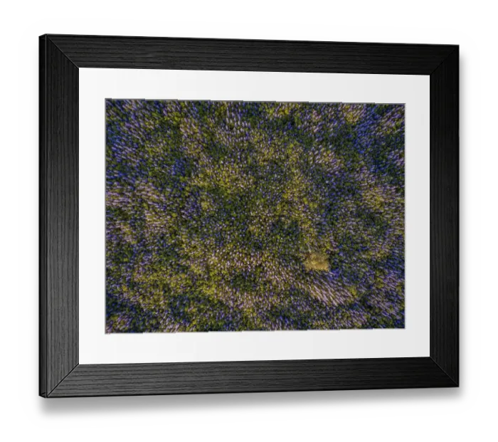 Framed Print : Lupine field seen from above, Reykjavik, Iceland Framed Print : Lupine field seen from above, Reykjavik, Iceland