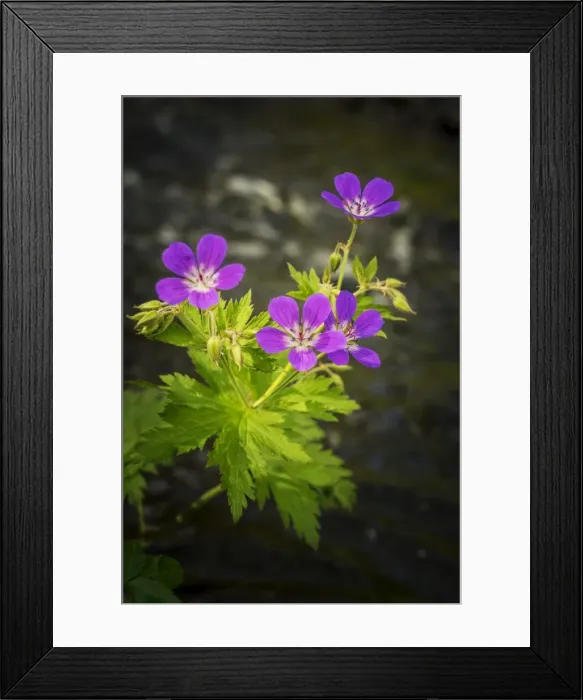 Framed Print : Purple Wildflowers Framed Print : Purple Wildflowers
