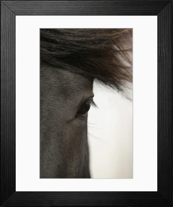 Framed Print : Brown horse close up