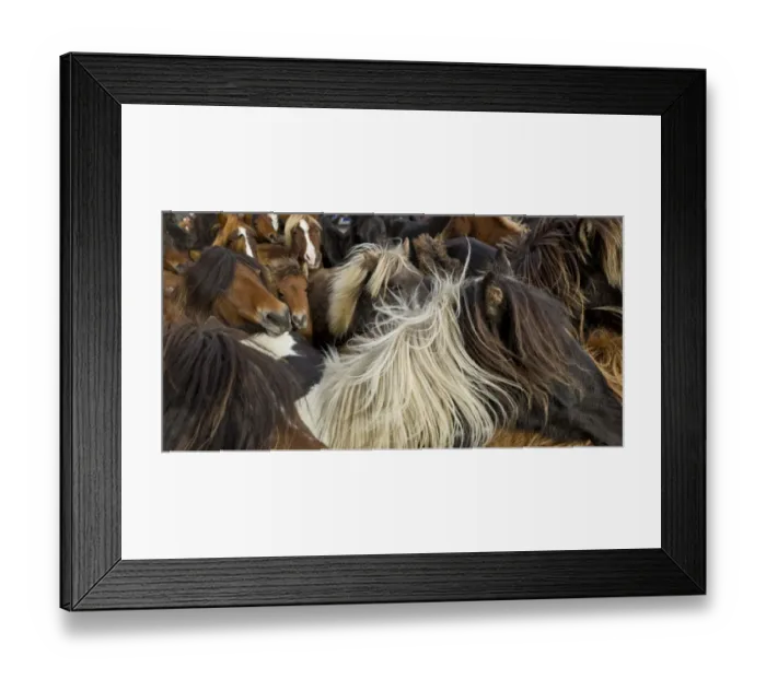 Framed Print : Horse Round-up Framed Print : Horse Round-up