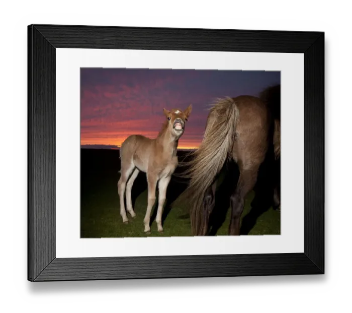 Framed Print : Icelandic foal smiling with mare at sunset Framed Print : Icelandic foal smiling with mare at sunset