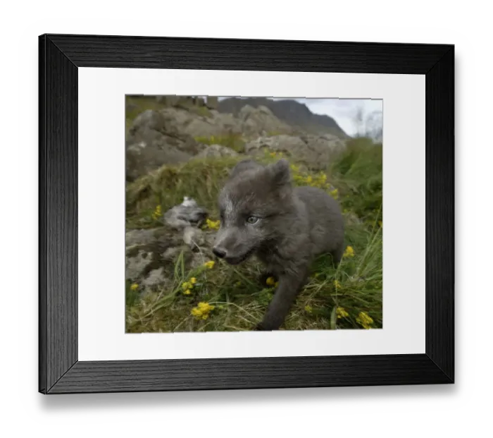 Framed Print : Arctic fox in meadow in Iceland Framed Print : Arctic fox in meadow in Iceland
