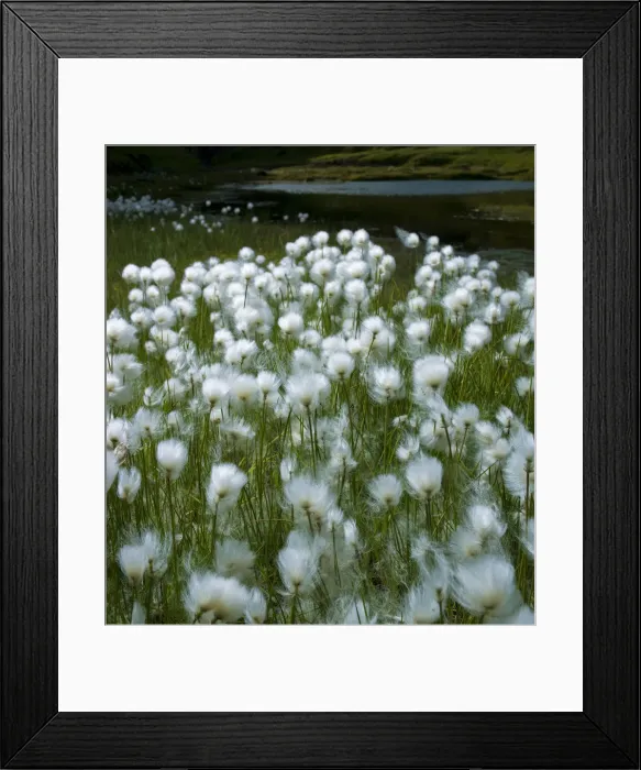 Framed Print : Cotton Grass
