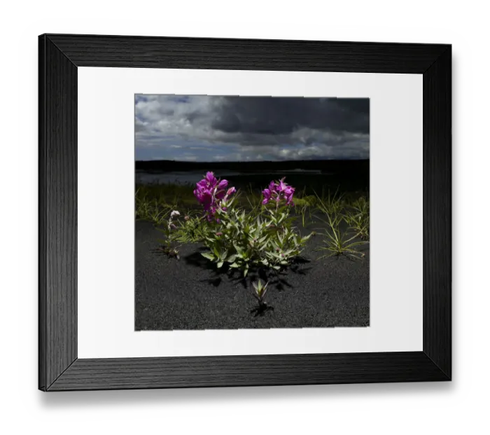 Framed Print : Dwarf fireweed (Epilobium latifolium) Framed Print : Dwarf fireweed (Epilobium latifolium)