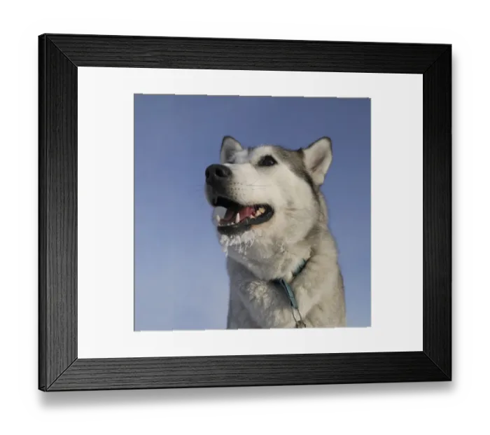 Framed Print : Husky with frost on beard, close-up Framed Print : Husky with frost on beard, close-up