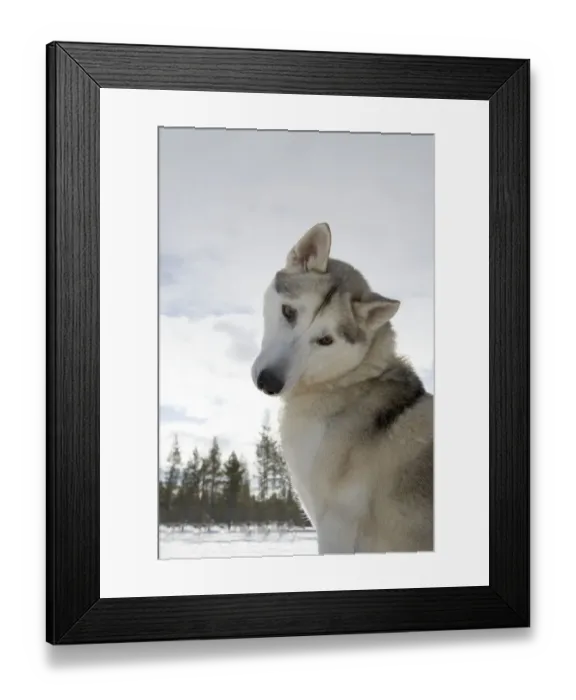 Framed Print : Sweden, Lapland, Kiruna, Husky Framed Print : Sweden, Lapland, Kiruna, Husky