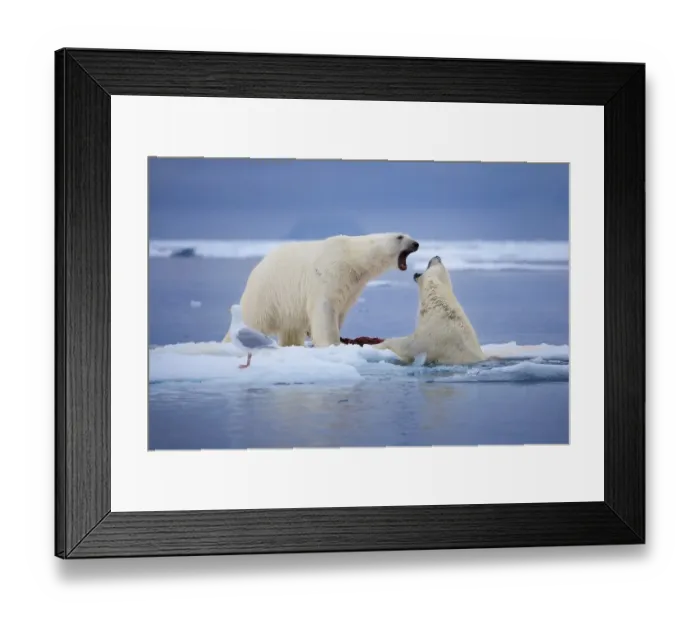 Framed Print : Rights for the Ice