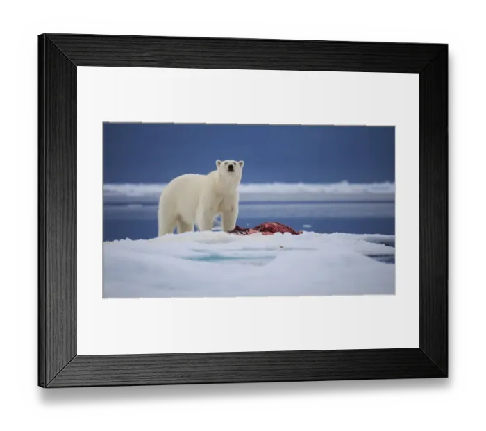 Framed Print : Arctic Bear Framed Print : Arctic Bear
